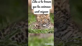 like si tu les trouve ses animaux mignon