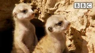 Baby meerkats leave burrow for the first time | Natural World - BBC