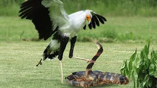 King Cobra Vs Secretary Bird In A Big Fights- Who Will Win ? | Wild Animals Attacks