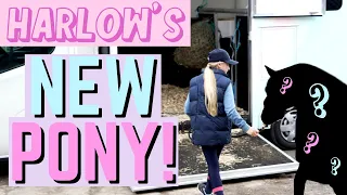 WE BOUGHT A NEW PONY!!!!