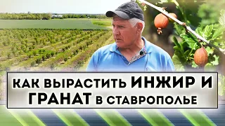 How to grow figs and pomegranates in Stavropol