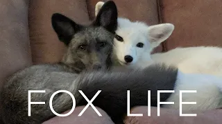 Pet Foxes 🦊 are super adorable and super naughty!!