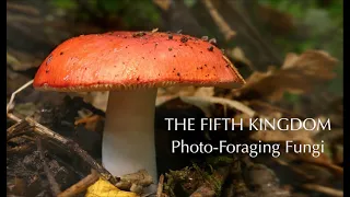 The Fifth Kingdom - Fungi Photo Foraging