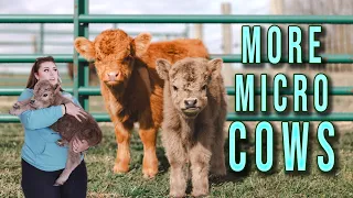 The Smallest Cow I've Ever Seen...