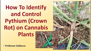 How To Identify and Control Pythium Crown Rot on Cannabis Plants