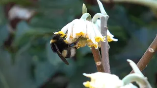 Edgeworthia chrysantha, Irresistible for Bumblebees