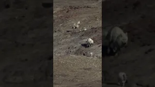Wolf pack hunts down a hare #hunting #wildlife #animalhunt #wild #shorts
