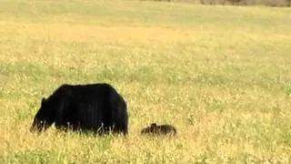 Momma Black Bear and 3 cubs in Cades Cove