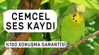 Cemcel Ses Kaydı  %100 Konuşma Garantisi | 1 Ay Sonra Kuşunuz Konuşacak