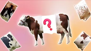 CUTE ANIMALS White Indian Cow Puzzle Videos (Choose The Right Cow Puzzle)#cow #puzzles