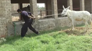 012 New Donkey Video man with donkey living Amazing funny HD 2021 Part 07