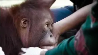 Protecting Marley the Orangutan | Orangutan Diary | BBC Earth