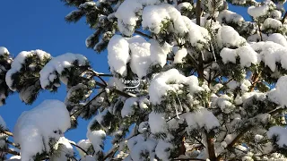 Потрясающе красивая музыка Сергея Грищука, трогательная до глубины души! Мой путь...