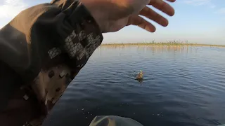 01.06.2022. Шапсугское водохранилище. Хороший клёв щуки в первый день лета. Трофей был, но не взят..