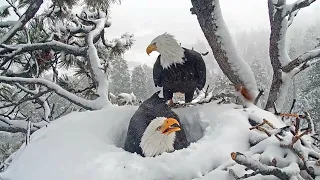 Excellent teamwork FOBBV CAM Big Bear Bald Eagle Live Nest - Cam 1Big Bear Bald Eagle Wide View -Cam