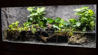 The NEW American Bullfrog Paludarium