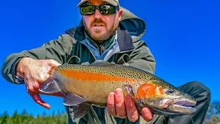 Fly Fishing the Tauranga Taupo river with a local guide | Winter 2020