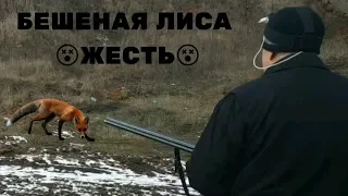 Охота с ягдтерьером, БЕШЕНАЯ ЛИСА . Fox Hunt with Jagdterrier