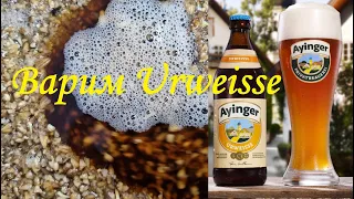 Рецепт пива Ayinger Urweisse. Часть 1 варка.