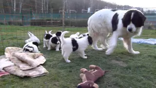 LANDSEER PUPPIES