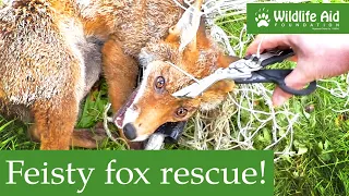 This poor fox could barely move... but help was on the way!