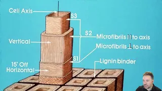 The Macroscopic and Microscopic Structure of Wood