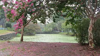 마음을 편안하게 해주는 부드러운 빗소리, 배롱나무에 떨어지는 빗소리.,ASMR.  the sound of rain falling on a balloon tree