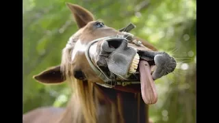 Смешное видео с лошадьми. И попробуйте не засмеяться)) Funny Horse Videos   Try Not To Laugh BEST OF
