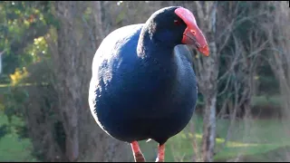 Blue Moorhen or Purple Swamphen feels threatened | Funny birds