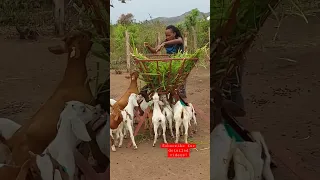 Feeding the goat kids! #uganda #goatfarming #cuteanimals #business