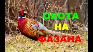 ОХОТА НА ФАЗАНА!!!С РУЖЬЕМ И СОБАКОЙ!!!