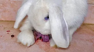 Rabbit mom giving birth to 1 baby bunny