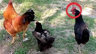 Famous Village Rooster And Hen Love | Village Animals |