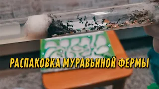 ПРИШЛА ПОСЫЛКА С МУРАВЬЯМИ // РАСПАКОВКА МУРАВЬИНОЙ ФЕРМЫ