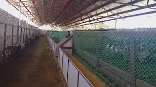 Duck farming in modern standard technology