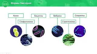 7 класс. Биология. Формы распространения и применения бактерий. 13.05.2020