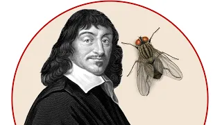 Descartes' Fly