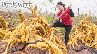 Harvesting Cassava & Goes to the Market Sell - Harvesting & Cooking || Ly Thi Hang Daily Life