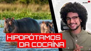 Os hipopótamos de Pablo Escobar [EP.43]