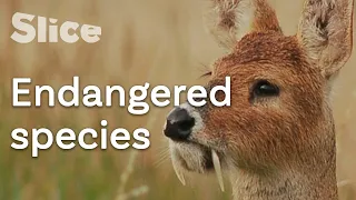 A breeding to preserve the musk deer | SLICE