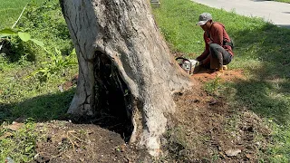 Cut down dry dead trembesi trees, Stihl ms 881.