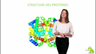 Structure des protéines