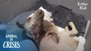 Dog Who Suffered A Burn All Over Her Body From Dog Farm Ended Up As.. | Animal in Crisis EP202