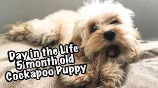 DAY IN THE LIFE of a 5 month old COCKAPOO PUPPY!