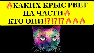 🔥 КАКИХ КРЫС РВЕТ НА ЧАСТИ ❗️ КТО ОНИ⁉️⁉️⁉️🔥