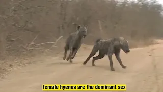 Why Hyenas Male have a Very Hard Life?