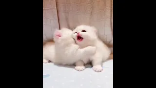 Cute cats status video