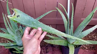 Fertilizante de aloe vera para orquídeas!