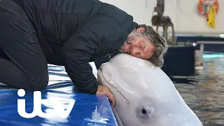 John Meets Beluga Whales At Shanghai Aquarium For The First Time | John Bishop’s Great Whale Rescue