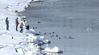 В Твери на Волге начинается ледоход